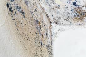 Mold Documentation for Insurance Claims in Stryker, OH